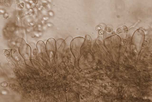 Tubaria conspersa    (Pers.)    Fayod